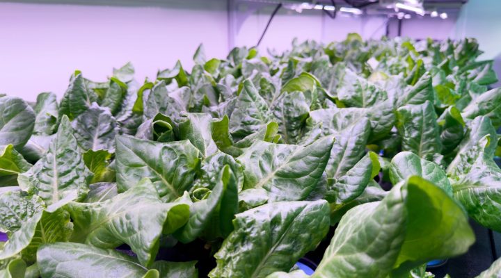vertical farm
